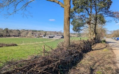 Hedgelaying at the main car park