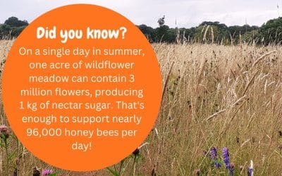 How we manage our grasslands