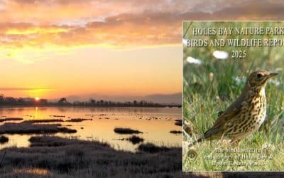 Holes Bay Nature Park – Birds, Wildlife & Ecology report 2025 now online